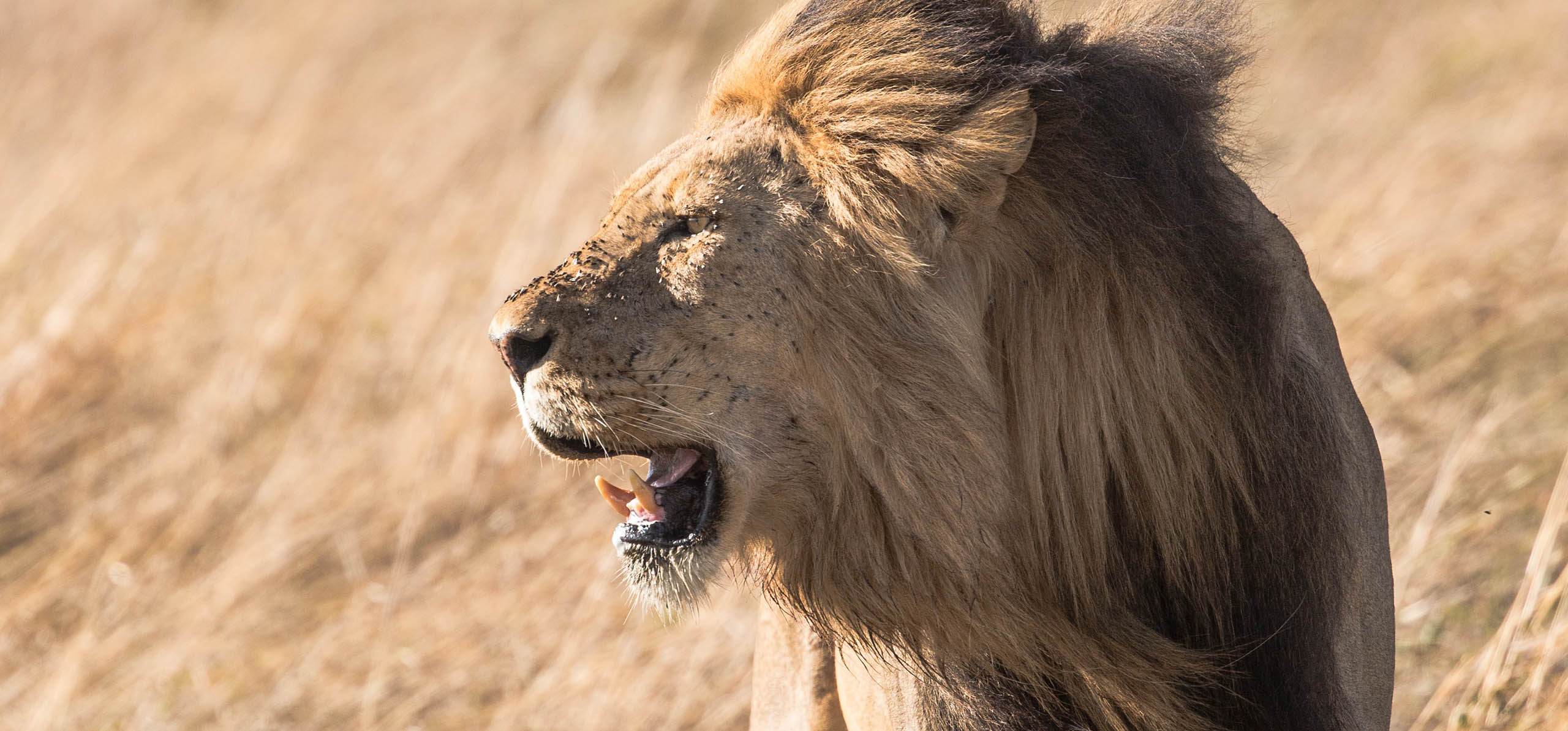 Male Lion with Big Bore Hunting Safaris South Africa