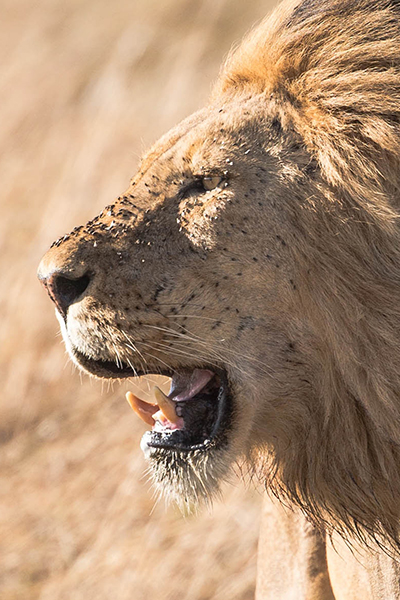 Male Lion with Big Bore Hunting Safaris South Africa